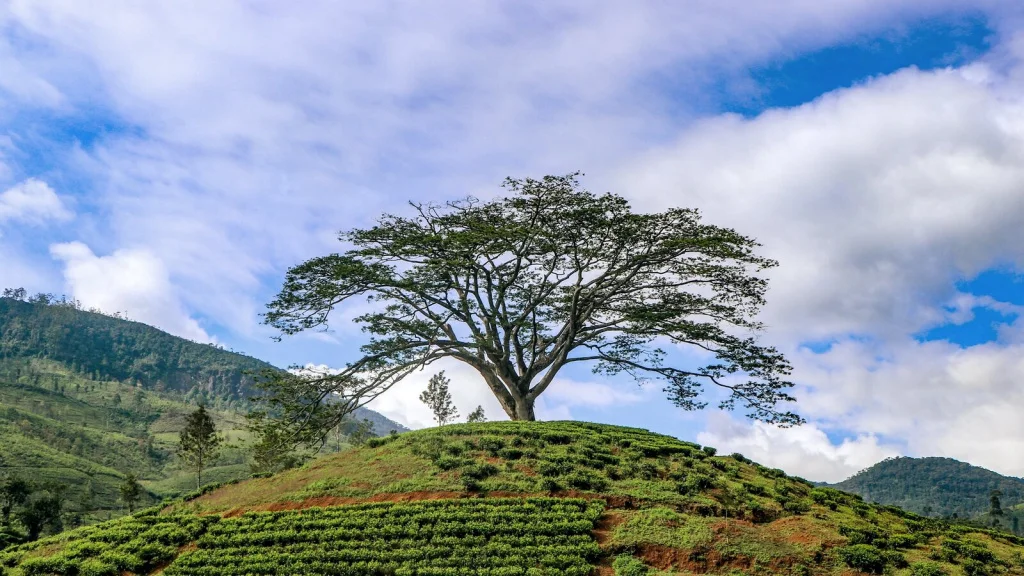 gutenberg-article-tea-plantation-tree-1600x900.jpg gutenberg-article-tea-plantation-tree-1600x900.jpg