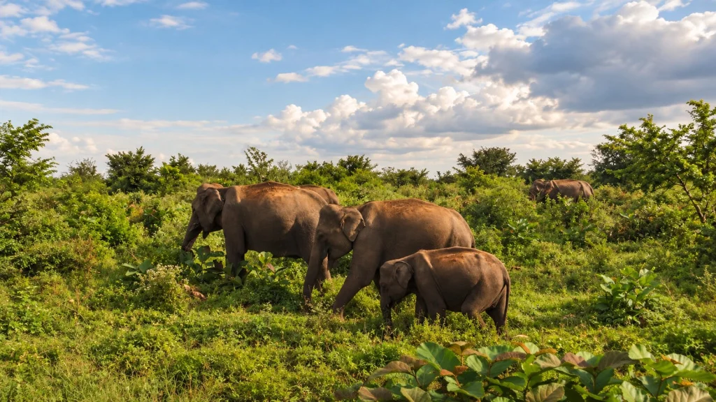 gutenberg-article-elephants-landscape-1600x900.jpg