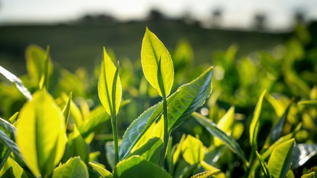 gutenberg-article-fresh-tea-leaves-1600x900.jpg