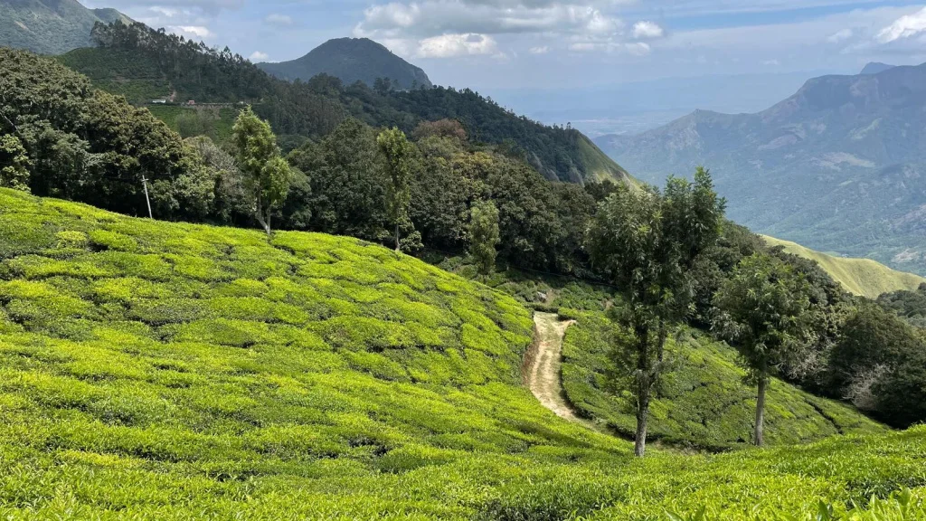tea-plantation-article-1600x900.jpg tea-plantation-article-1600x900.jpg