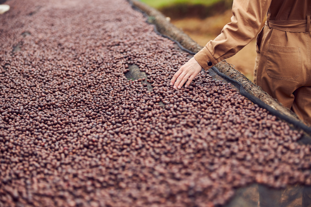 НАТУРАЛЬНАЯ (или «сухая») обработка кофе