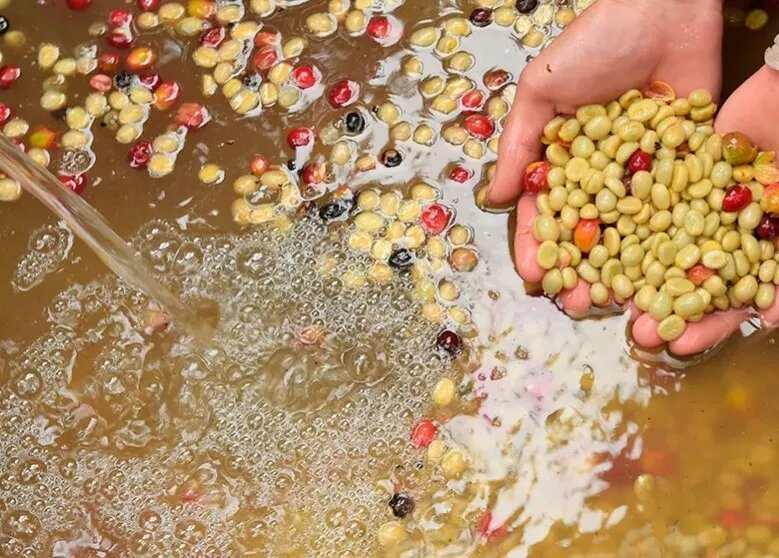 МЫТАЯ (или «сушка в пачменте») обработка